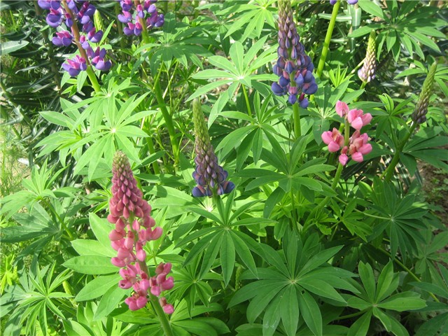 Lupinus